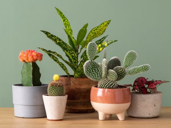 How to Choose Sustainable Lighting for a Greener Home