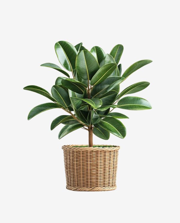 Faux Rubber Plant in Woven Pot