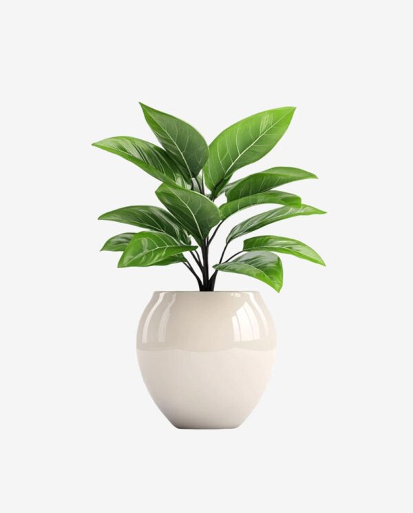 Second image of Faux Rubber Plant in Woven Pot