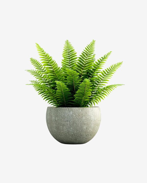 Textured Stone Planter with Ferns