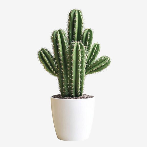 Tall Cactus Plant in White Pot