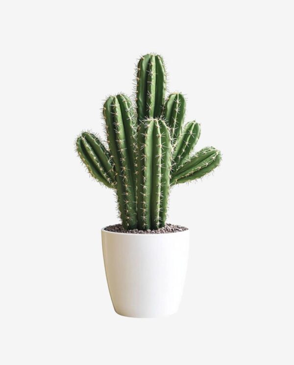 Tall Cactus Plant in White Pot