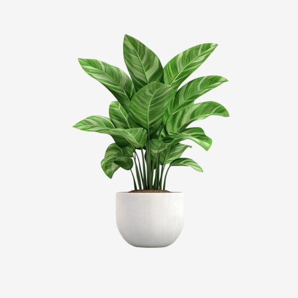 Lush Green Plant in White Pot