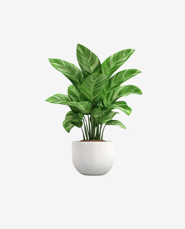 Lush Green Plant in White Pot