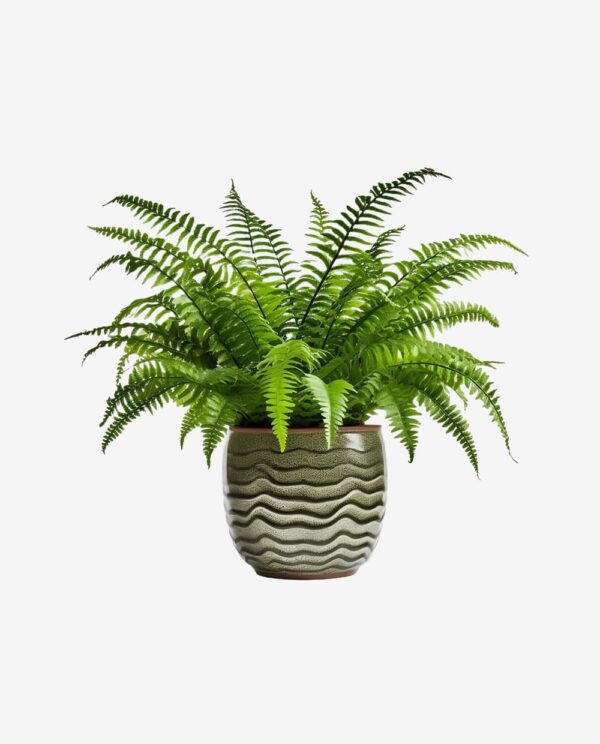Second image of Textured Stone Planter with Ferns