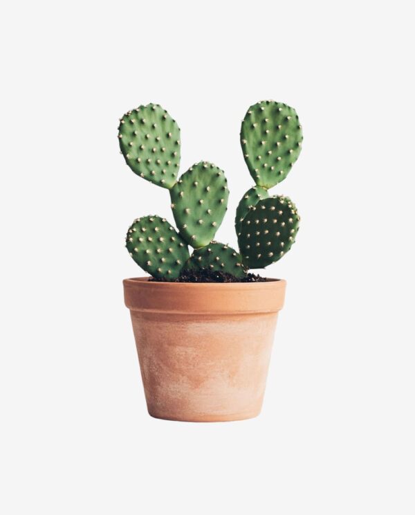 Second image of Tall Cactus Plant in White Pot