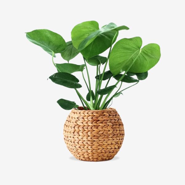 Woven Plant Pot with Green Leaves