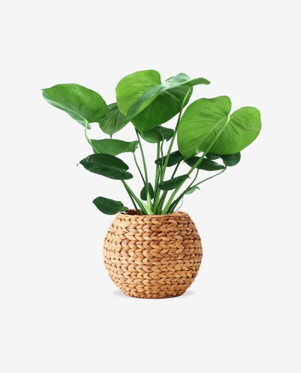 Woven Plant Pot with Green Leaves