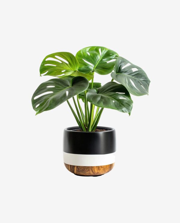 Elegant Black and White Planter