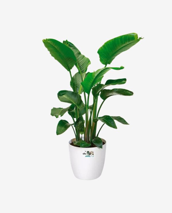 Second image of Woven Plant Pot with Green Leaves