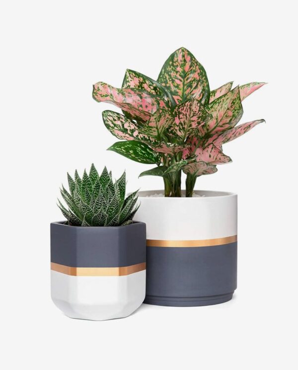 Second image of Set of Modern Ceramic Planters