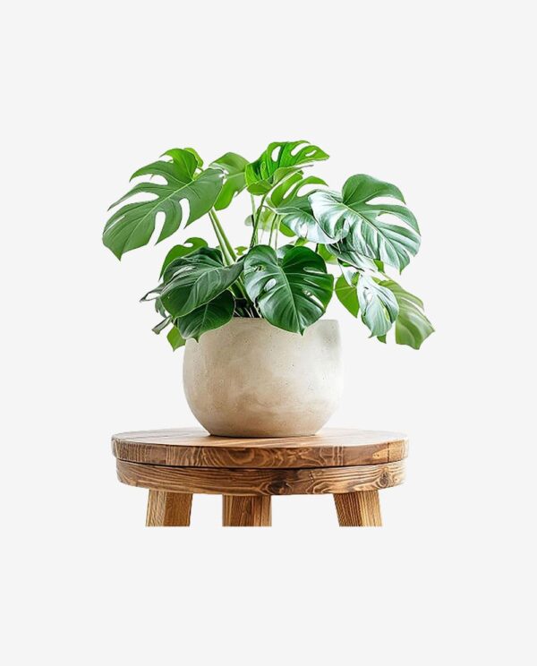 Second image of Elegant Black and White Planter
